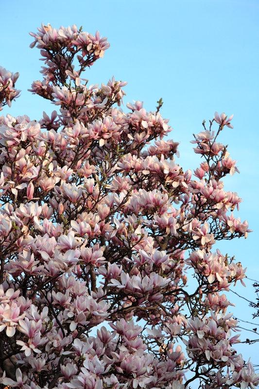 Magnolia Soulangeana Multi Stem - View 13 from www redcrocus com