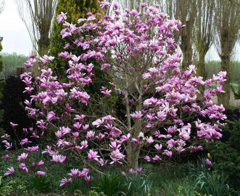 Magnolia Soulangeana Multi Stem - View 6 from www redcrocus com
