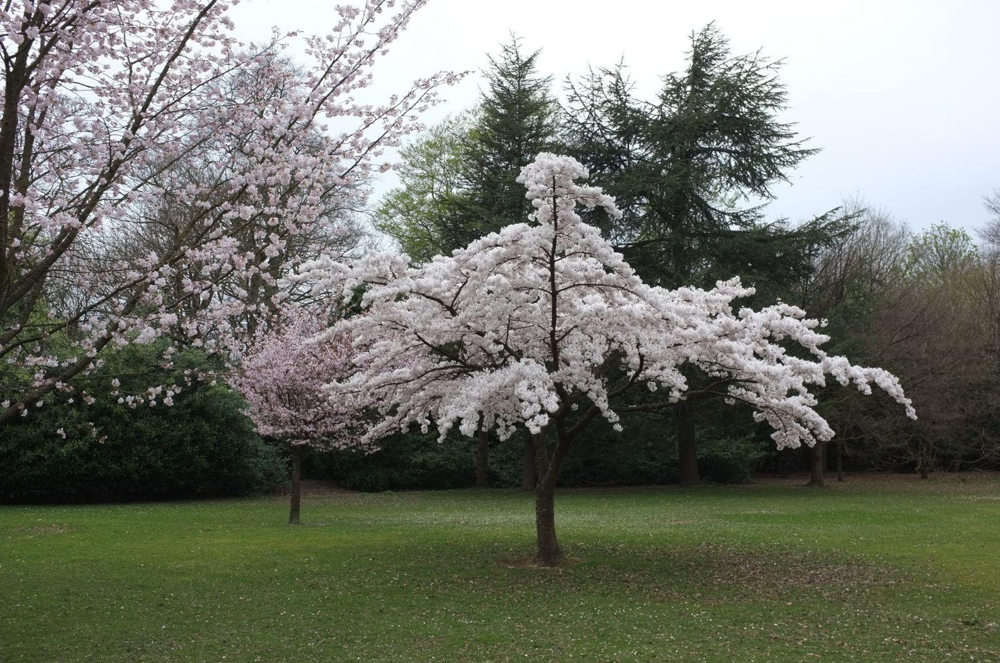 Prunus Yedoensis - View 11 from www redcrocus com