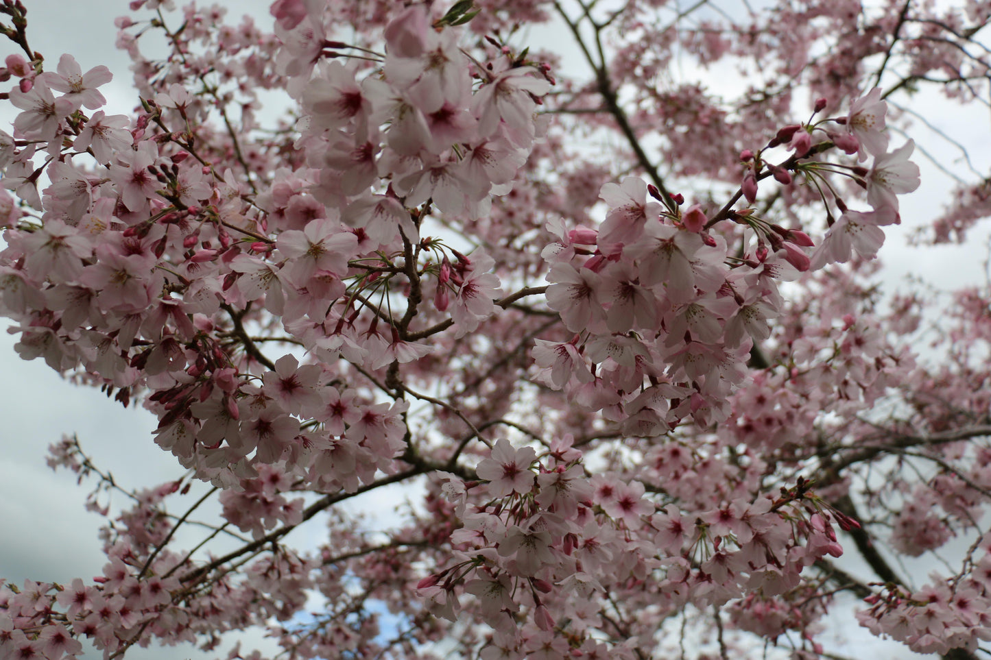 Prunus Yedoensis - View 16 from www redcrocus com