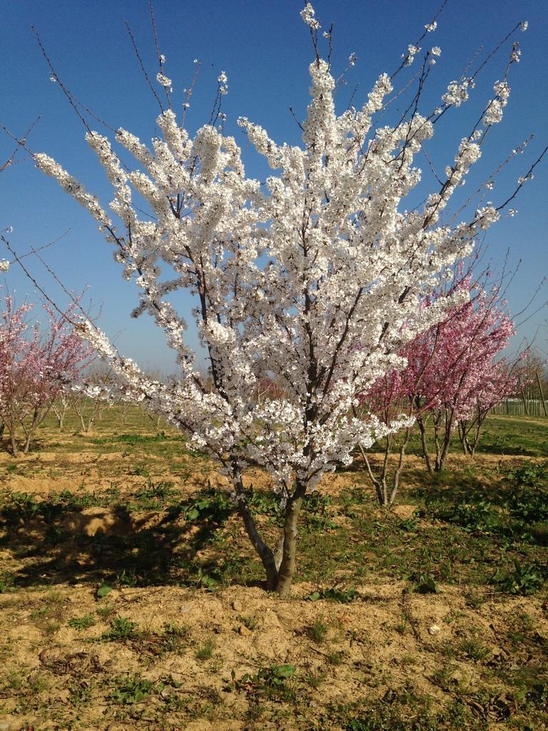 Prunus Yedoensis - View 17 from www redcrocus com