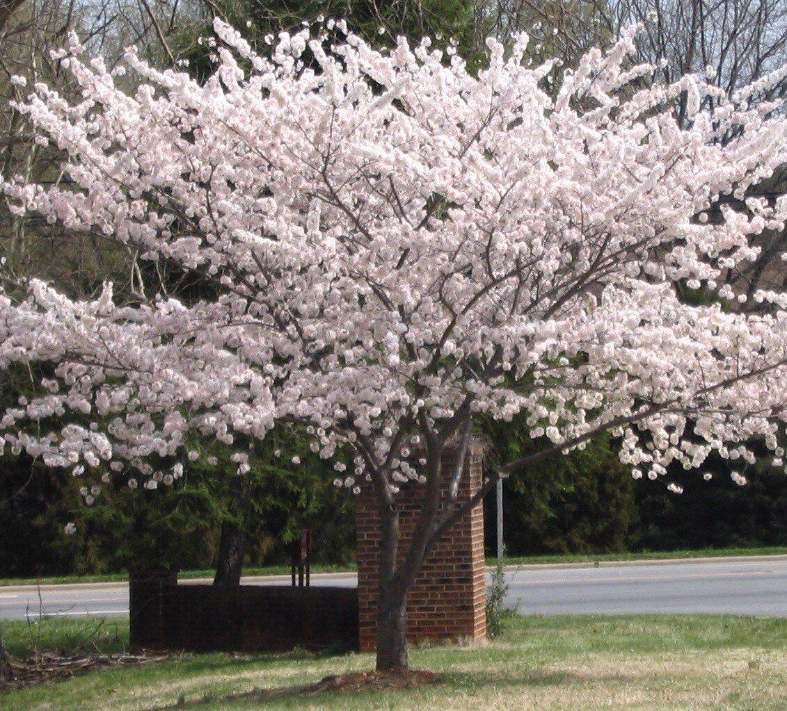 Prunus Yedoensis - View 4 from www redcrocus com