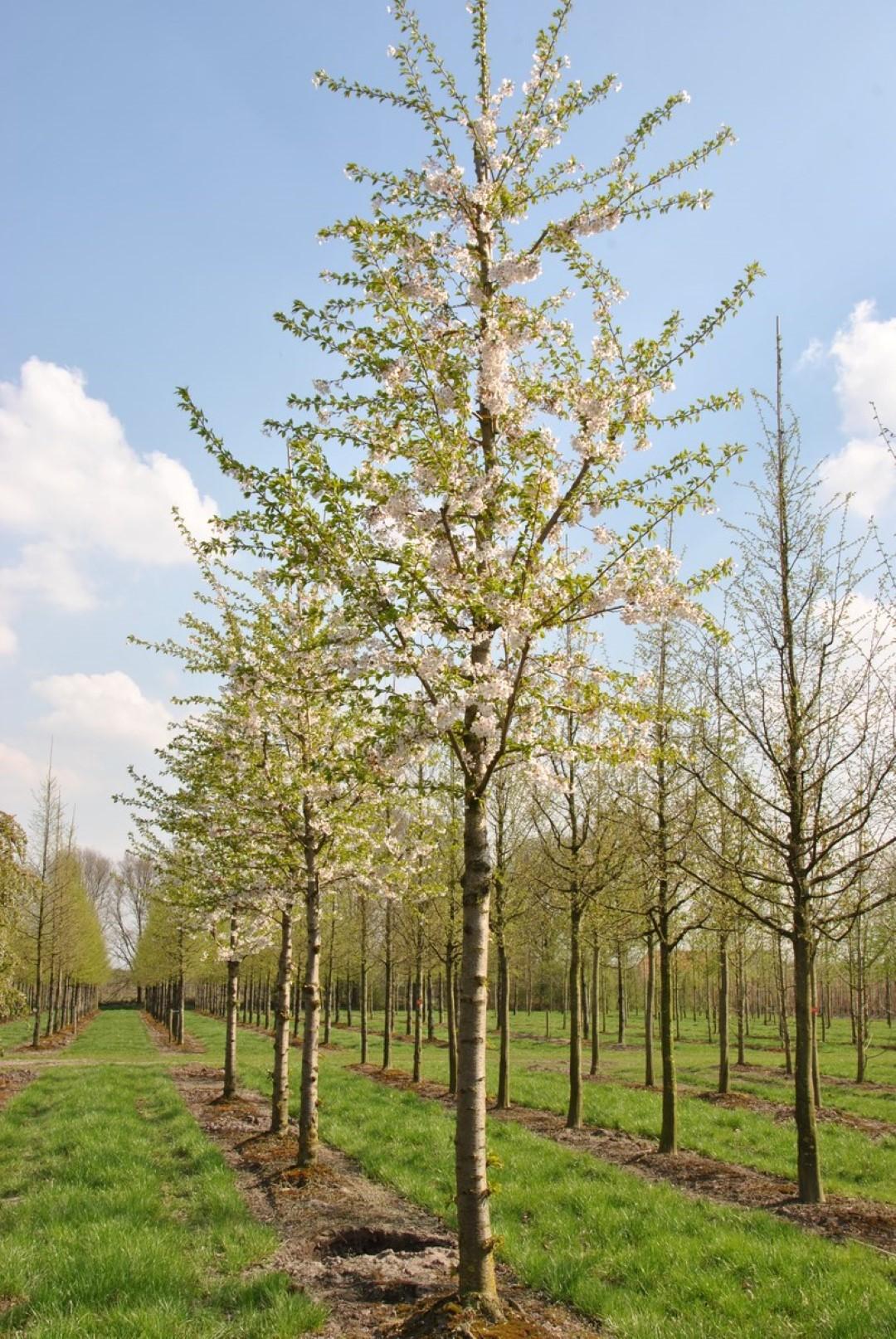 Prunus Yedoensis - View 8 from www redcrocus com