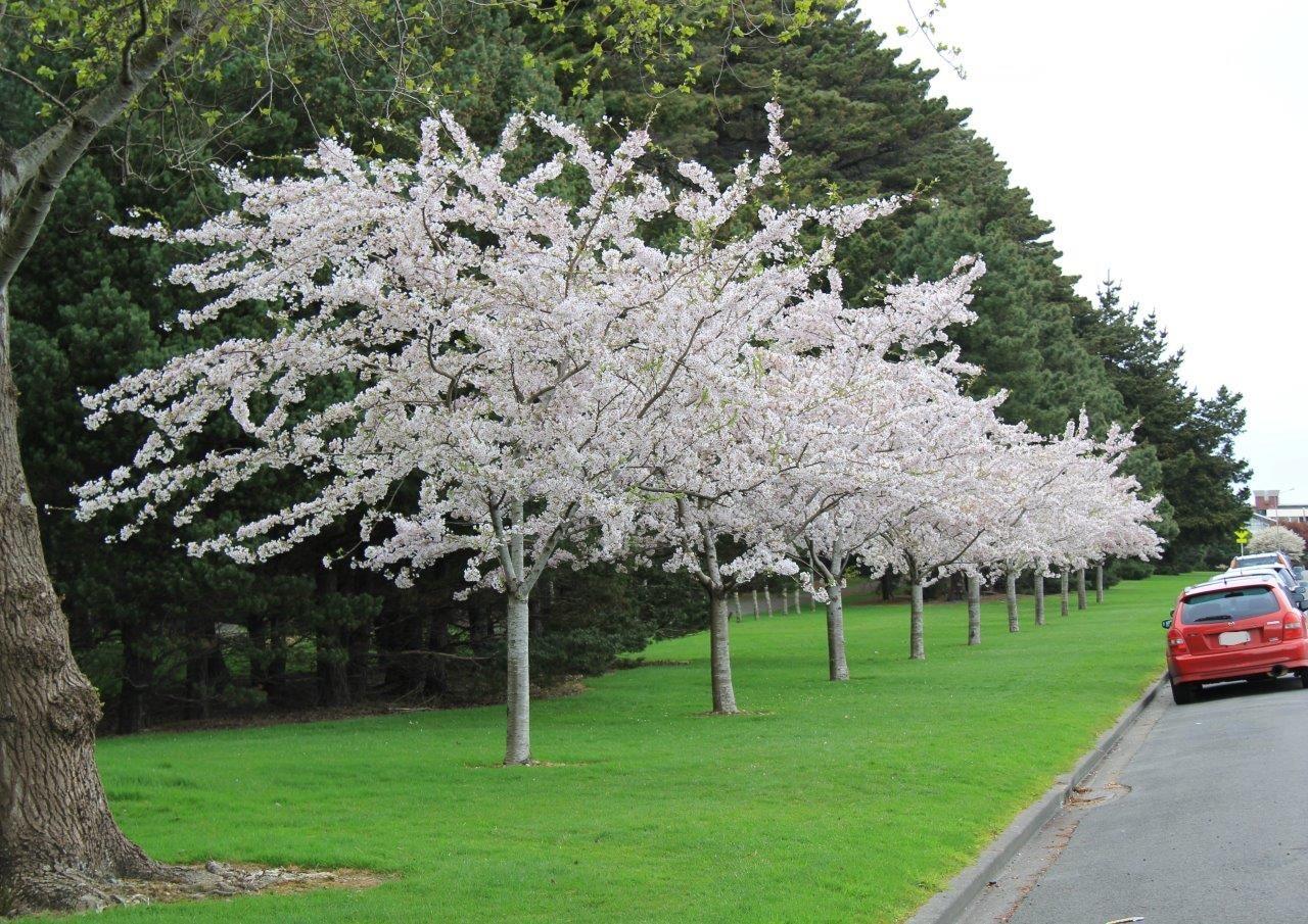Prunus Yedoensis - View 9 from www redcrocus com
