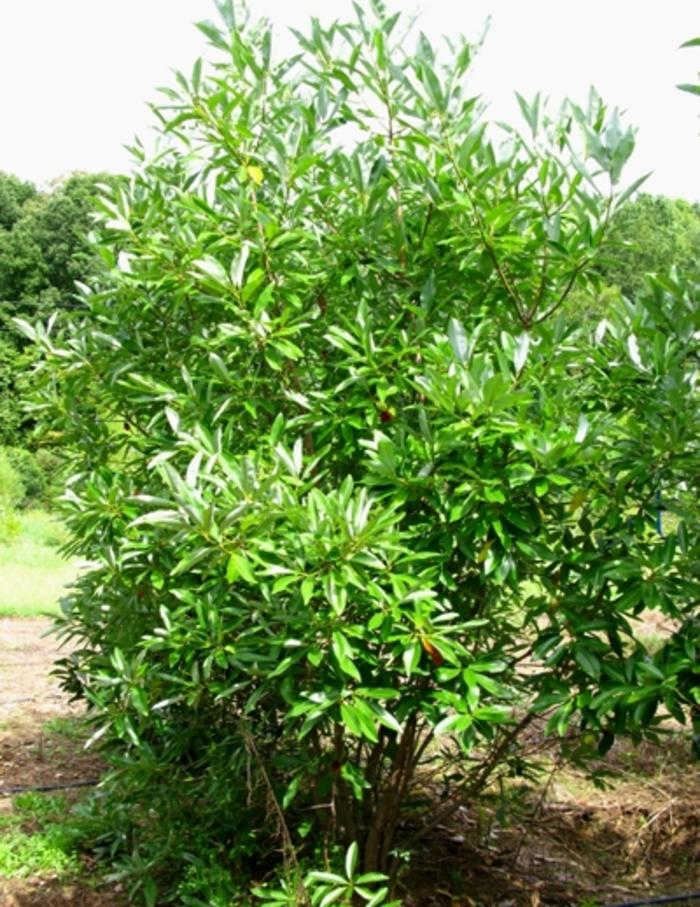 Magnolia Virginiana Multi Stem - View 10 from www redcrocus com