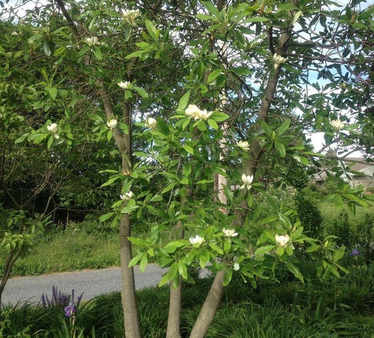 Magnolia Virginiana Multi Stem - View 12 from www redcrocus com