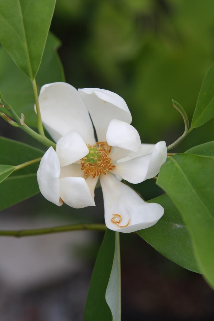 Magnolia Virginiana Multi Stem - View 13 from www redcrocus com