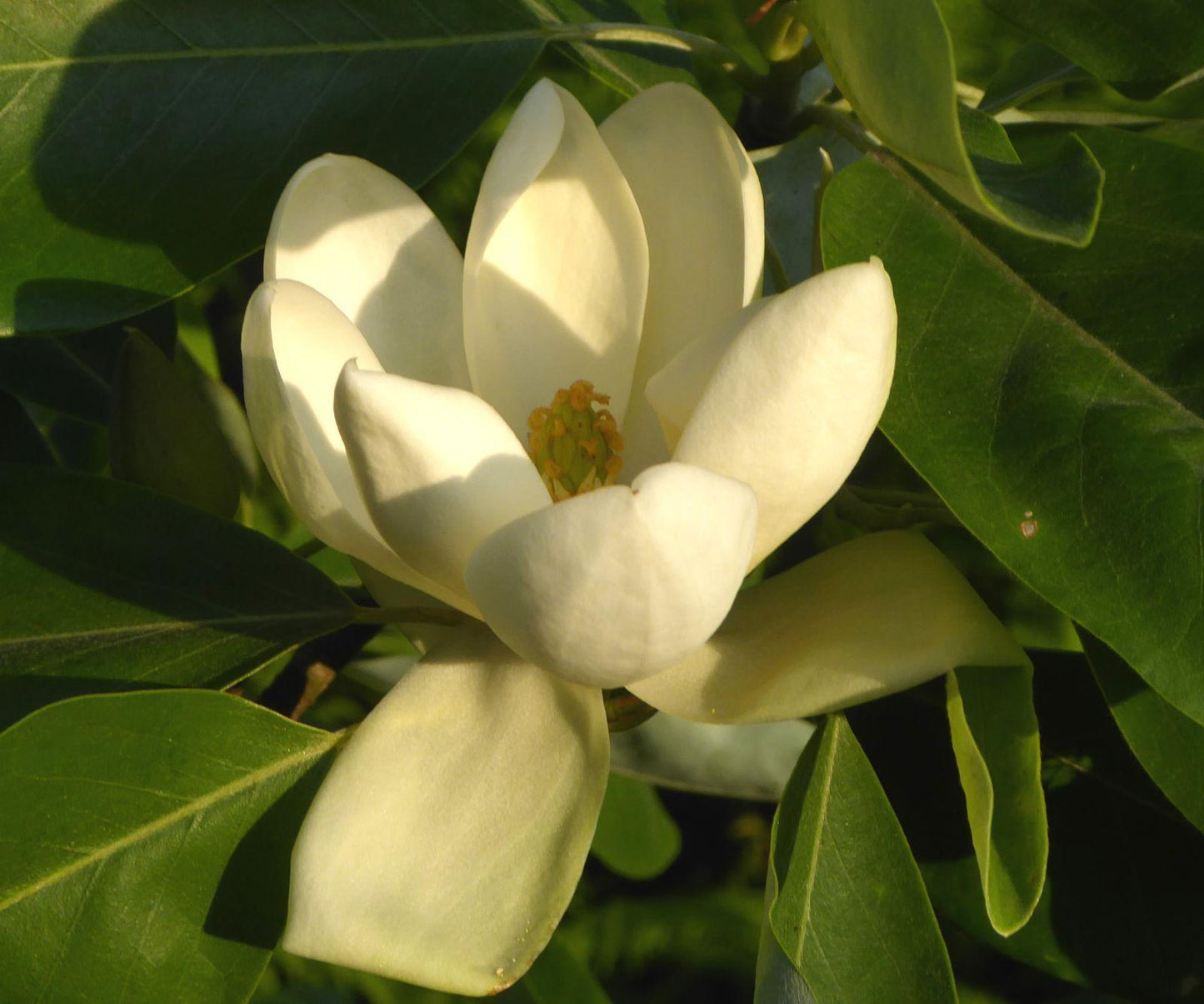Magnolia Virginiana Multi Stem - View 15 from www redcrocus com