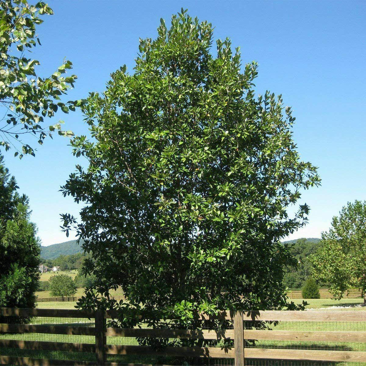 Magnolia Virginiana Multi Stem - View 16 from www redcrocus com