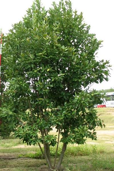 Magnolia Virginiana Multi Stem - View 17 from www redcrocus com