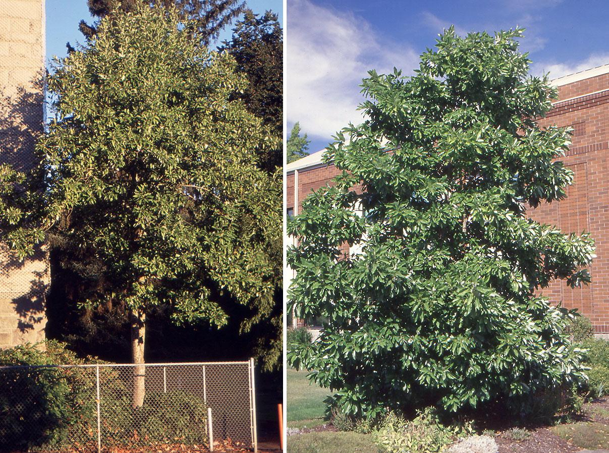 Magnolia Virginiana Multi Stem - View 18 from www redcrocus com