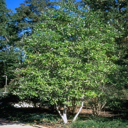 Magnolia Virginiana Multi Stem - View 2 from www redcrocus com