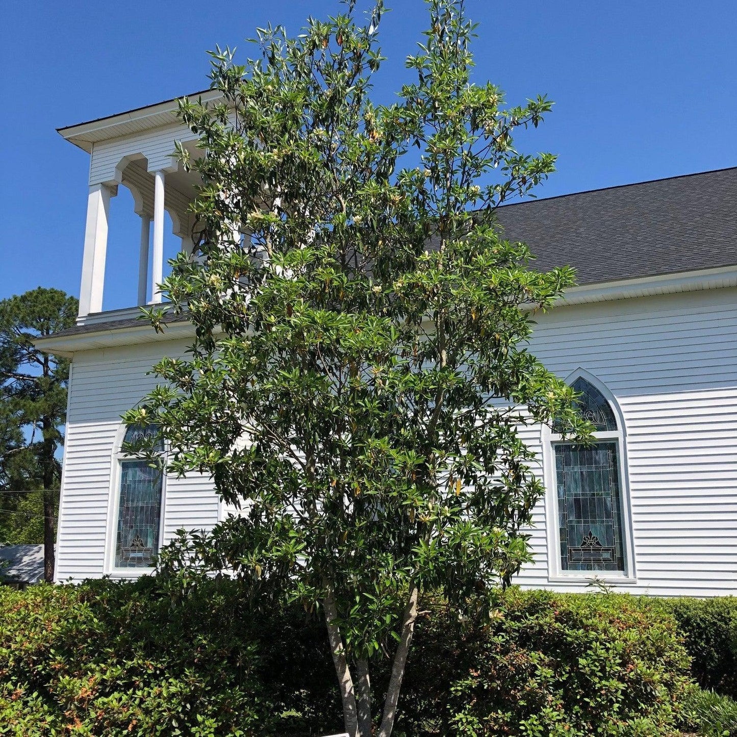 Magnolia Virginiana Multi Stem - View 4 from www redcrocus com