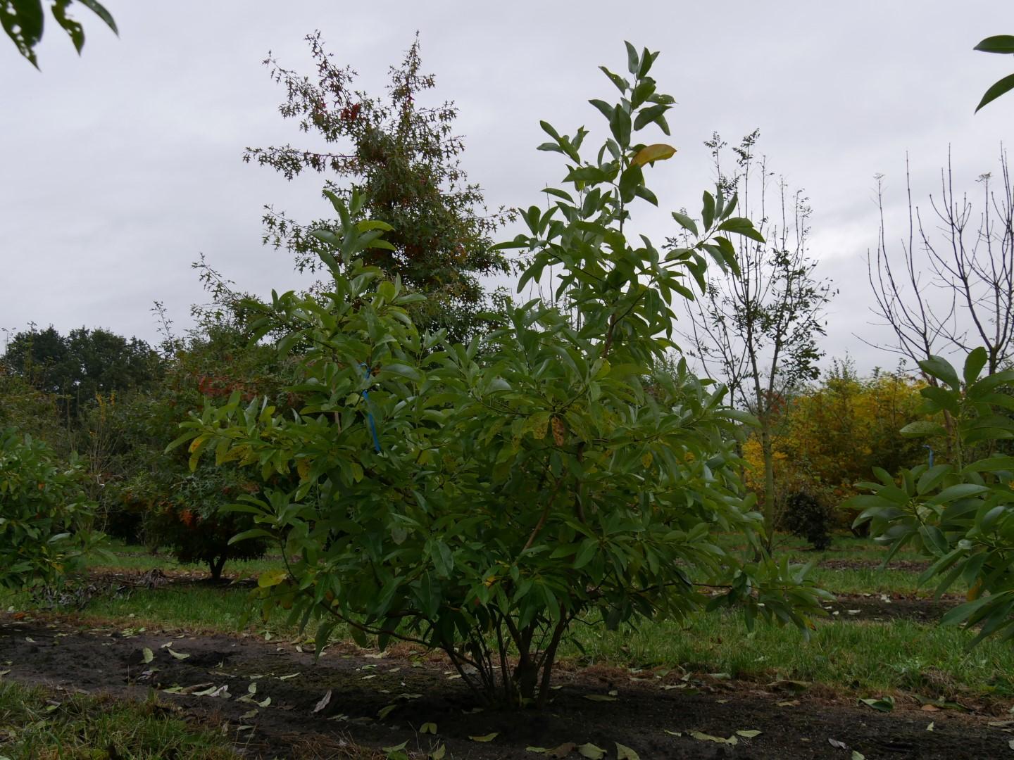 Magnolia Virginiana Multi Stem - View 7 from www redcrocus com