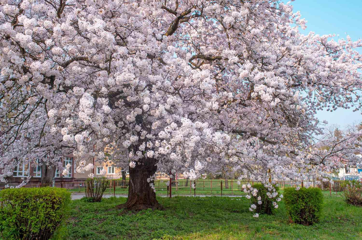Prunus Yedoensis - View 12 from www redcrocus com