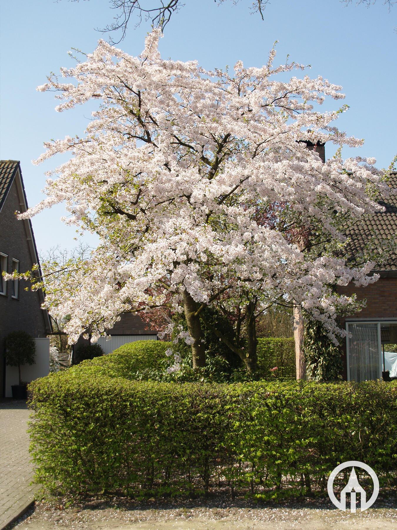 Prunus Yedoensis - View 17 from www redcrocus com