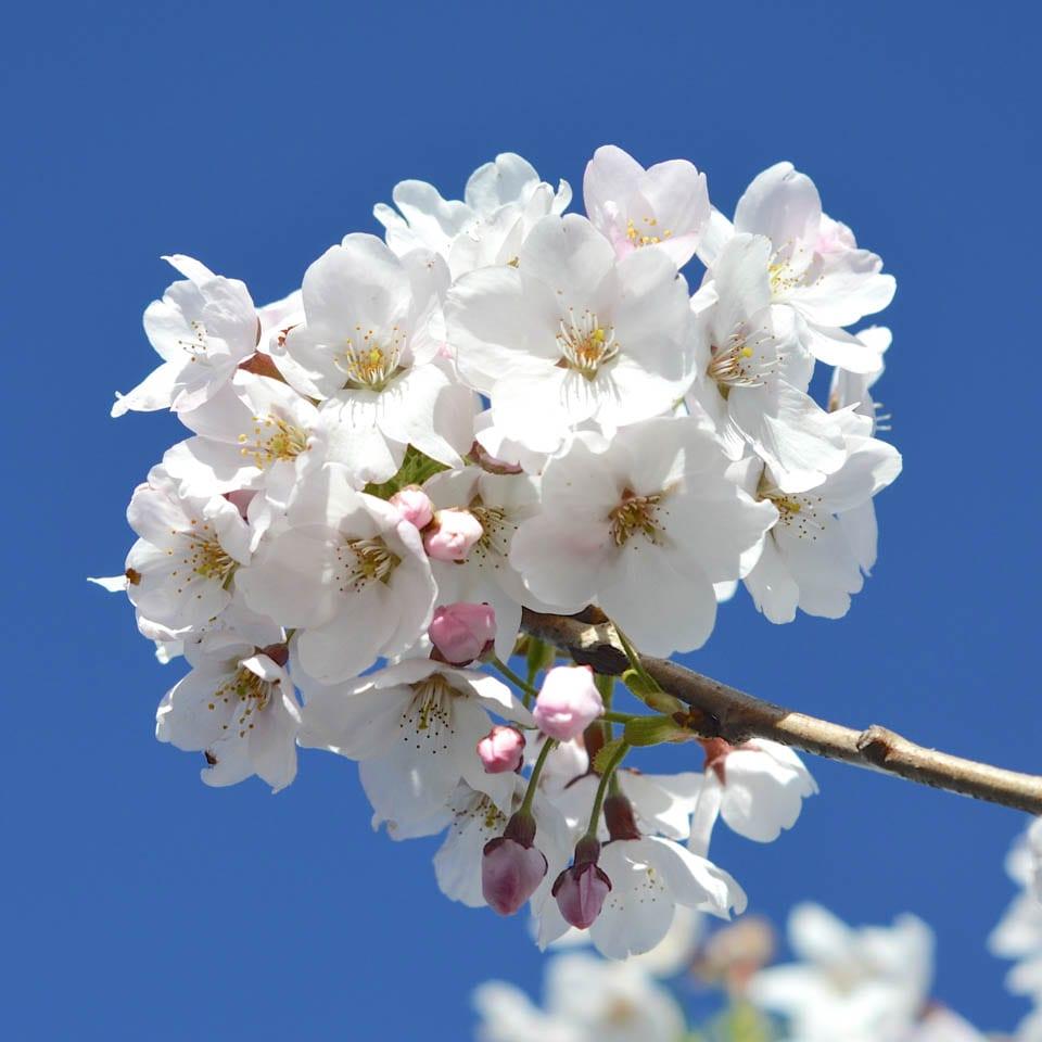 Prunus Yedoensis - View 5 from www redcrocus com