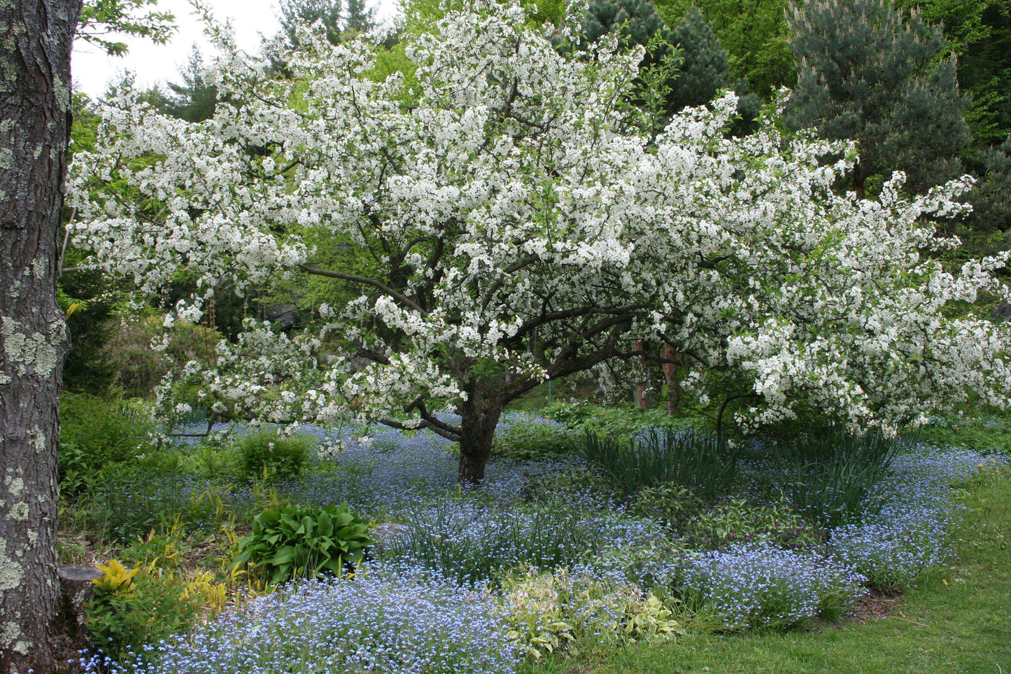Malus Sargentii Tina - View 11 from www redcrocus com