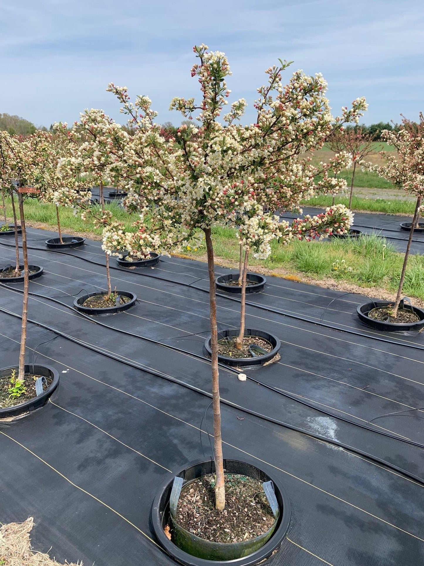 Malus Sargentii Tina - View 12 from www redcrocus com