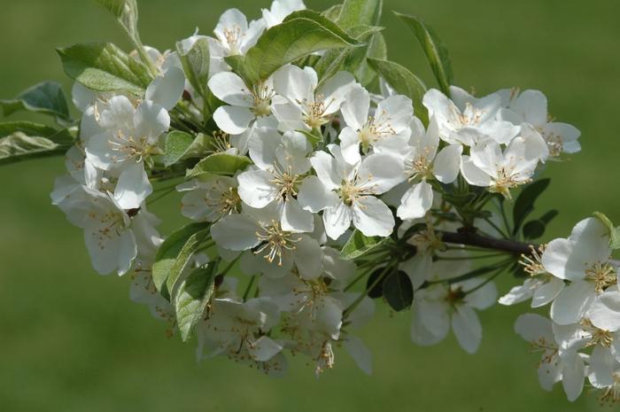 Malus Sargentii Tina - View 16 from www redcrocus com