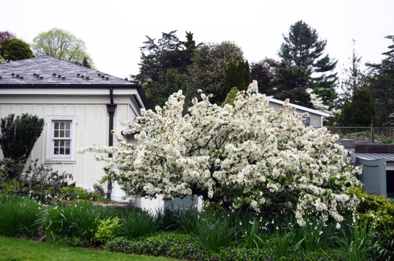 Malus Sargentii Tina - View 17 from www redcrocus com