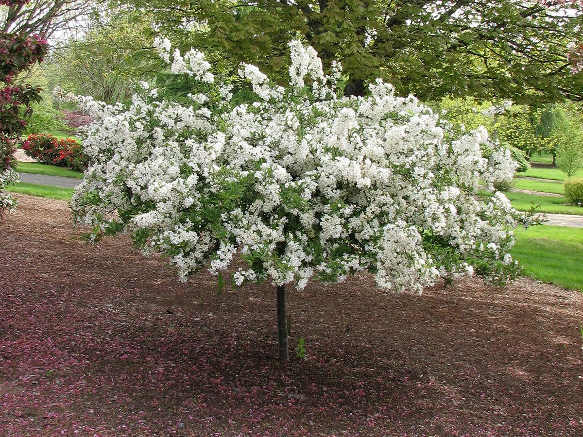 Malus Sargentii Tina - View 3 from www redcrocus com