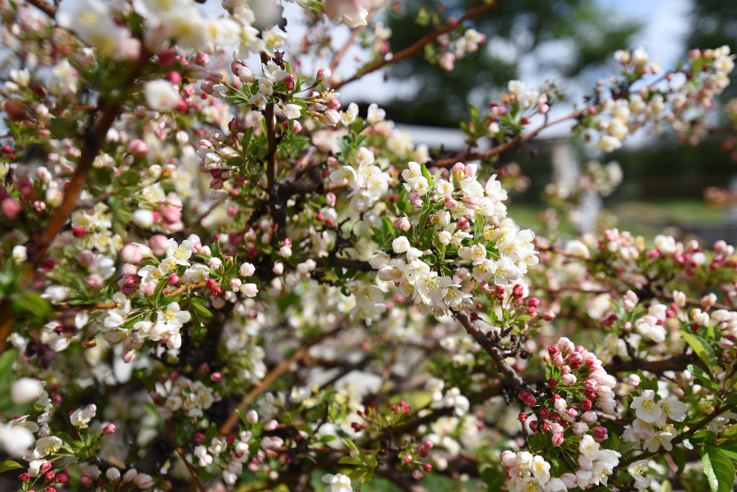 Malus Sargentii Tina - View 5 from www redcrocus com