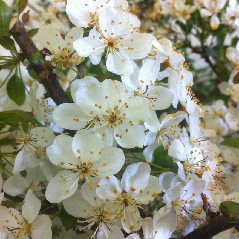 Malus Sargentii Tina - View 6 from www redcrocus com