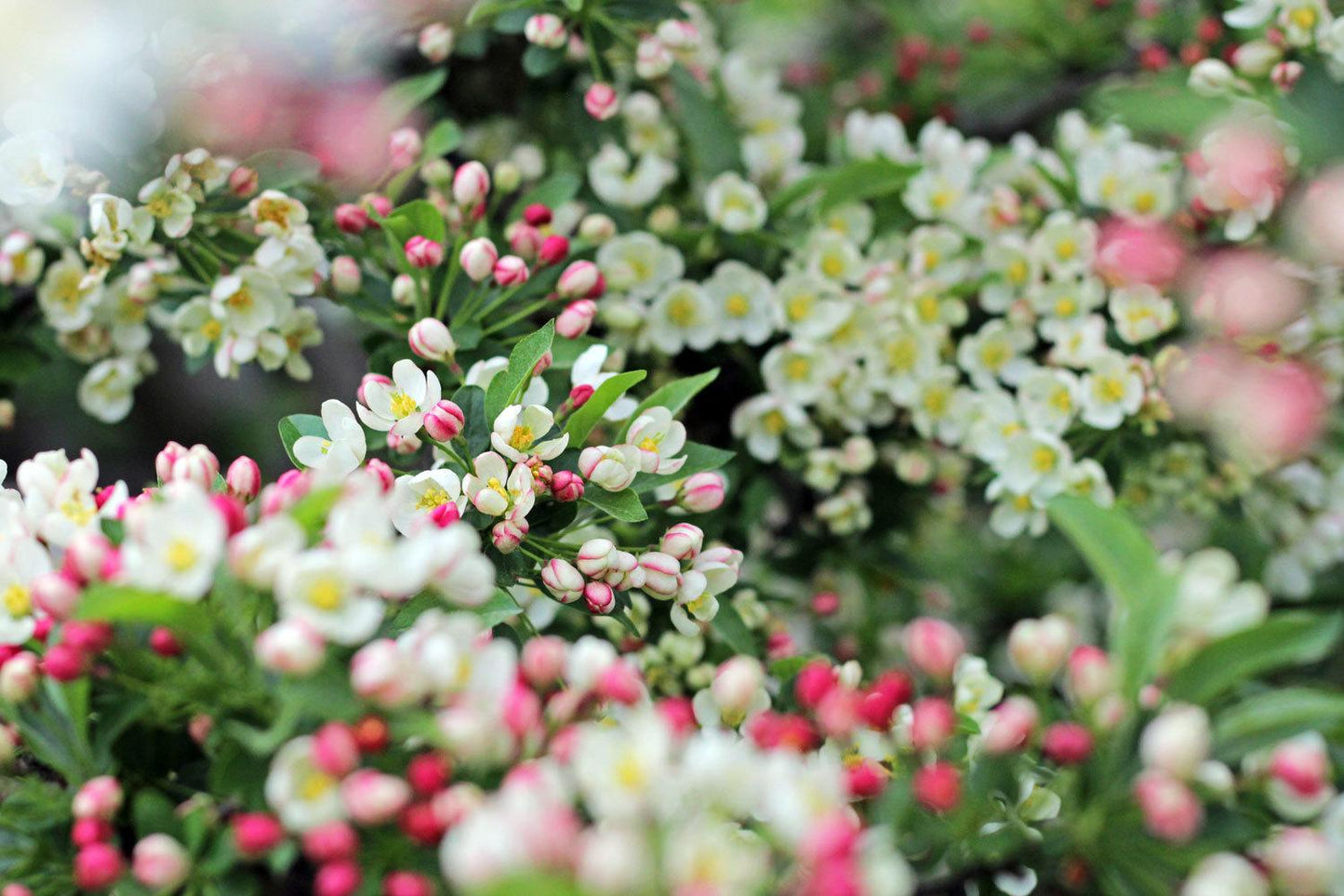 Malus Sargentii Tina - View 7 from www redcrocus com