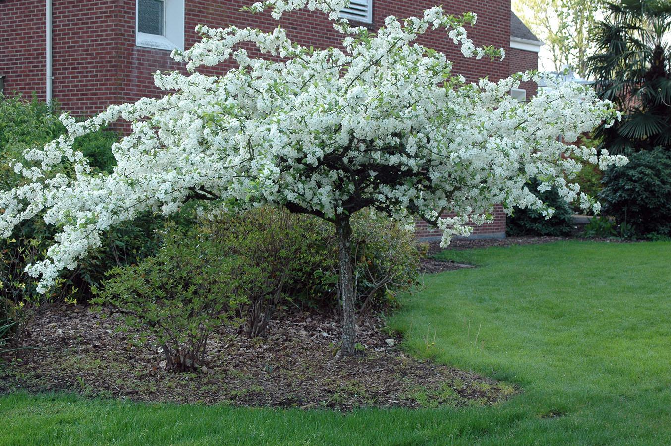 Malus Sargentii Tina - View 8 from www redcrocus com