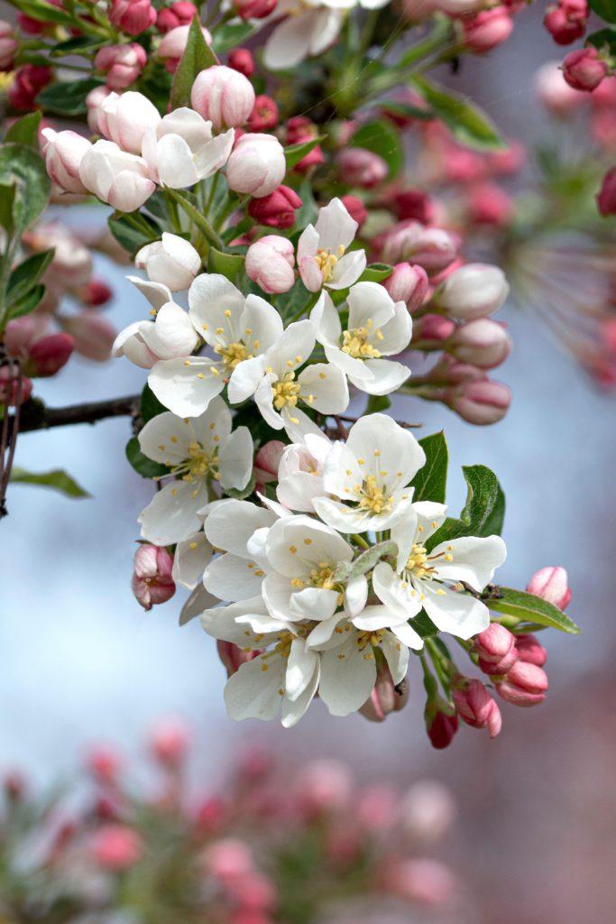 Malus Sargentii Tina - View 9 from www redcrocus com