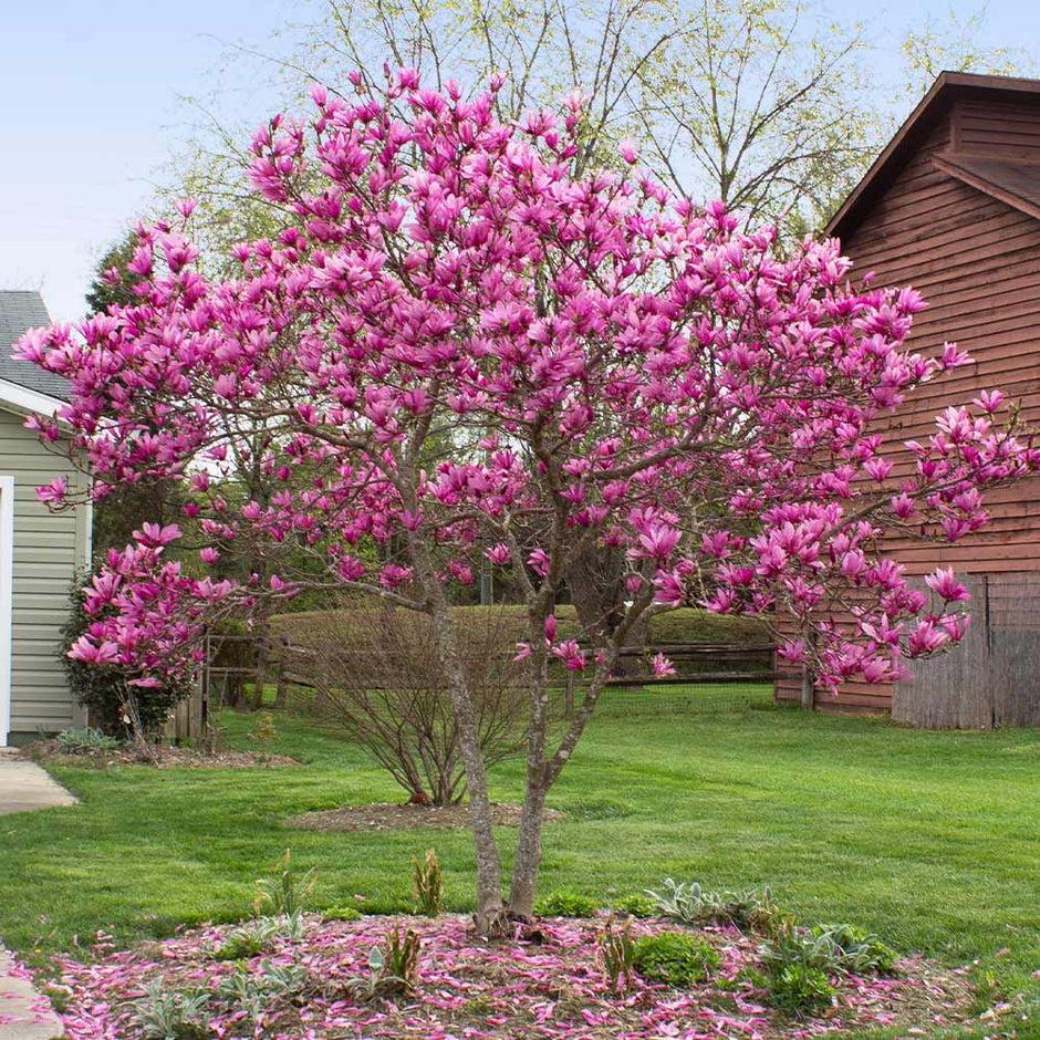 Magnolia Liliflora Jane Multi Stem - View 14 from www redcrocus com
