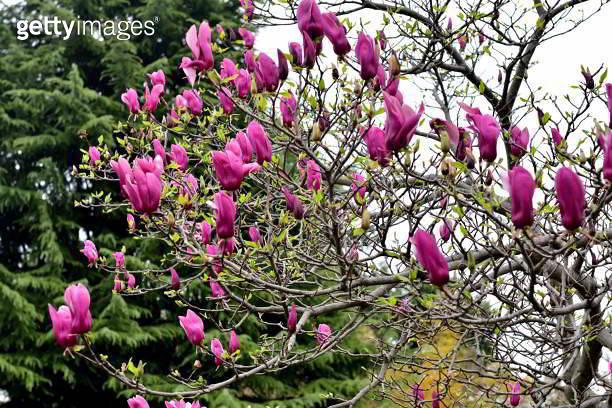 Magnolia Liliflora Jane Multi Stem - View 18 from www redcrocus com