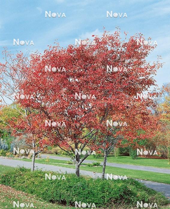 Amelanchier Grandiflora Robin Hill Single Stem - View 11 from www redcrocus com
