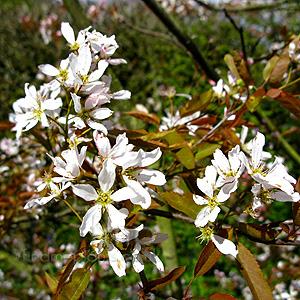 Amelanchier Grandiflora Robin Hill Single Stem - View 13 from www redcrocus com