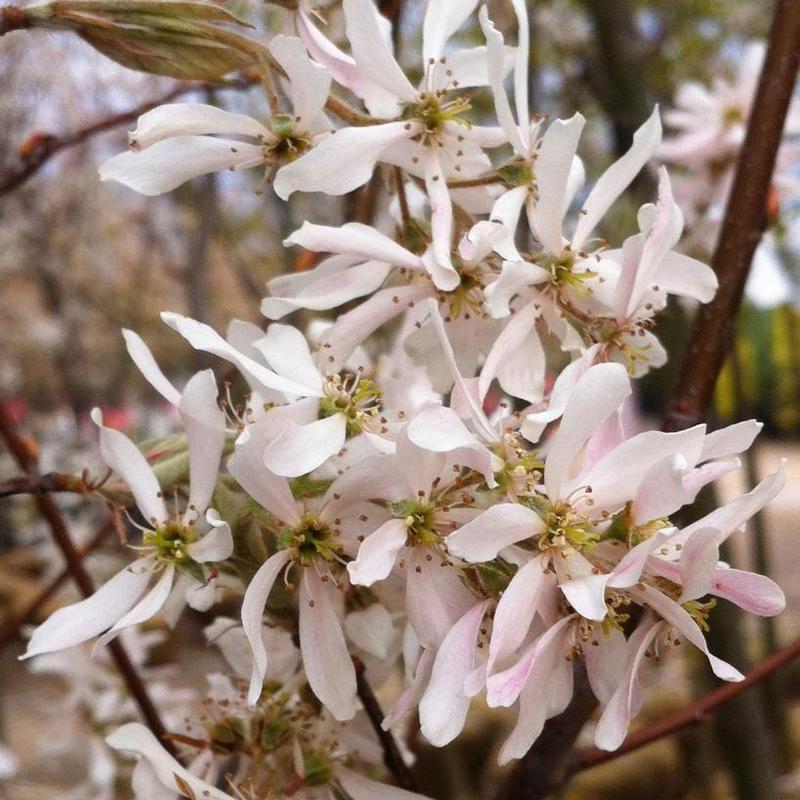 Amelanchier Grandiflora Robin Hill Single Stem - View 14 from www redcrocus com