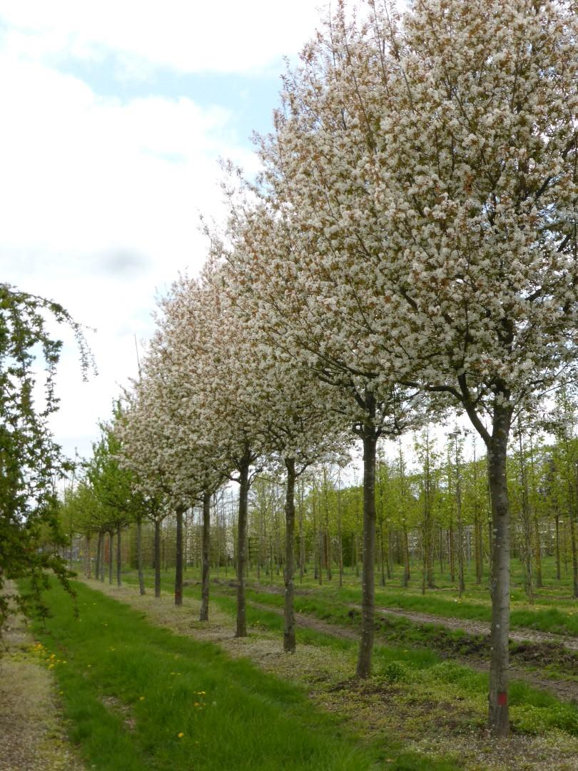 Amelanchier Grandiflora Robin Hill Single Stem - View 15 from www redcrocus com