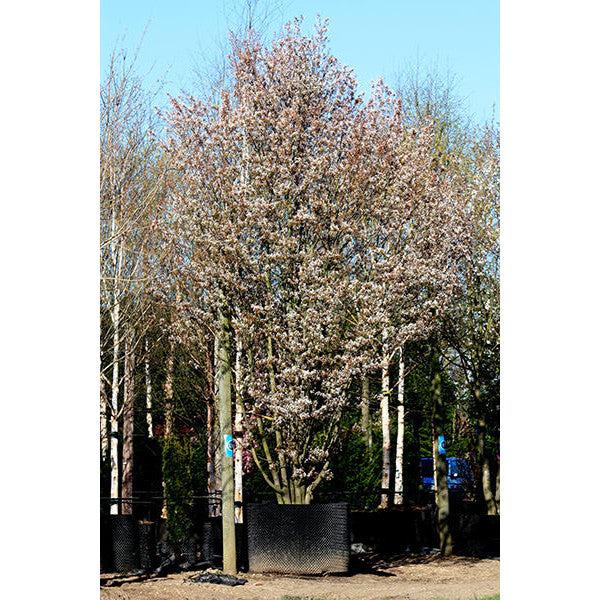 Amelanchier Grandiflora Robin Hill Single Stem - View 16 from www redcrocus com