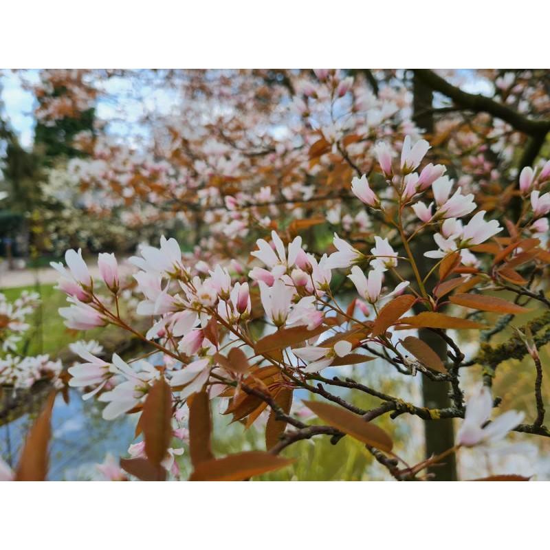 Amelanchier Grandiflora Robin Hill Single Stem - View 17 from www redcrocus com