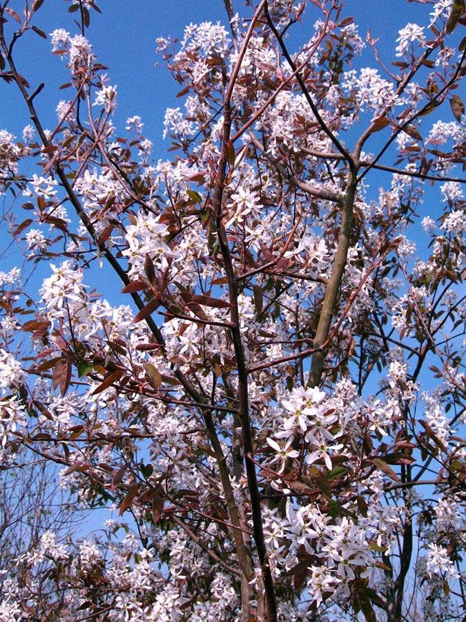 Amelanchier Grandiflora Robin Hill Single Stem - View 2 from www redcrocus com