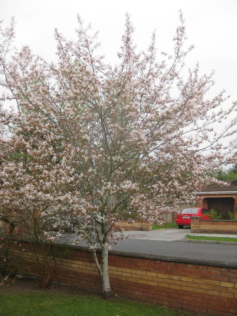 Amelanchier Grandiflora Robin Hill Single Stem - View 3 from www redcrocus com