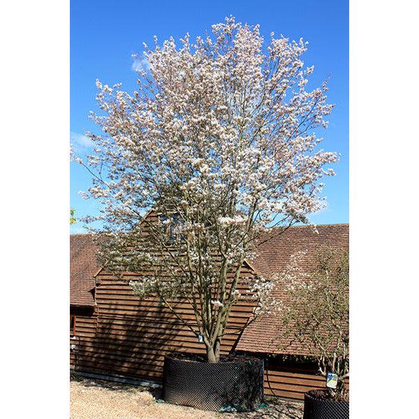 Amelanchier Grandiflora Robin Hill Single Stem - View 4 from www redcrocus com