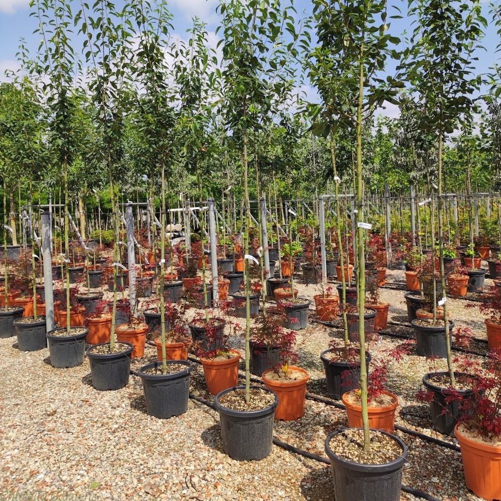 Amelanchier Grandiflora Robin Hill Single Stem - View 5 from www redcrocus com