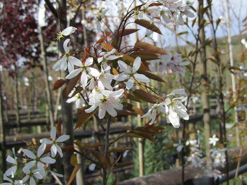 Amelanchier Grandiflora Robin Hill Single Stem - View 6 from www redcrocus com