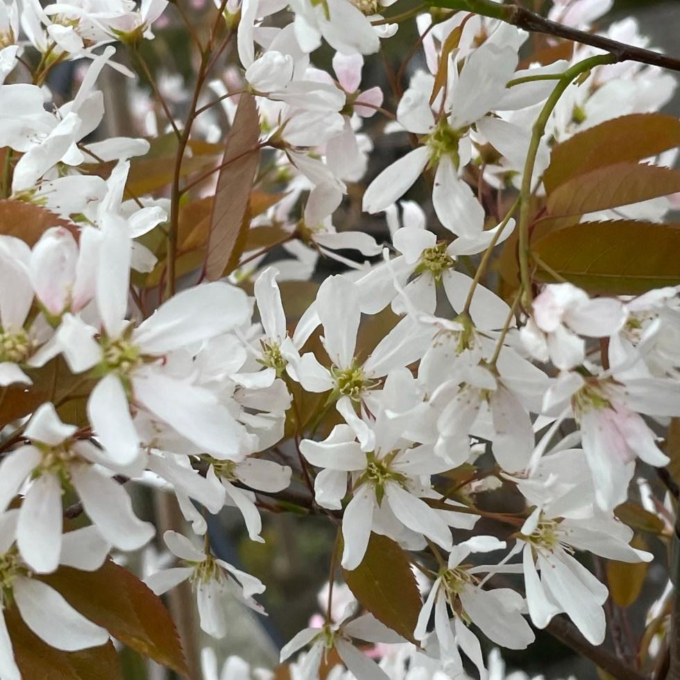 Amelanchier Grandiflora Robin Hill Single Stem - View 8 from www redcrocus com