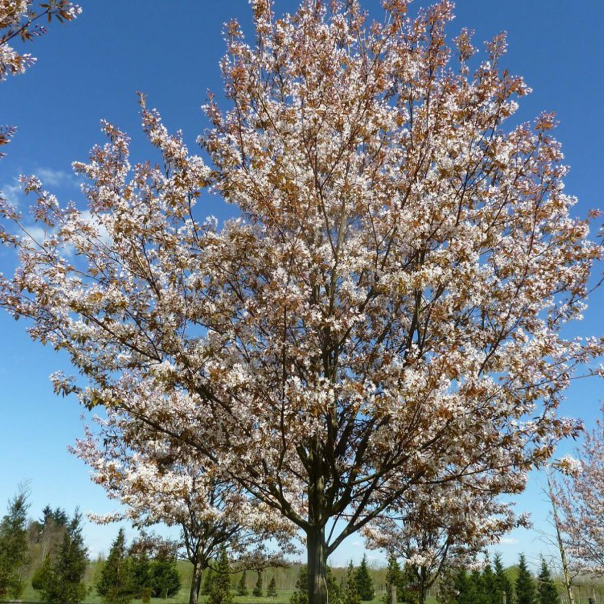 Amelanchier Grandiflora Robin Hill Single Stem - View 9 from www redcrocus com