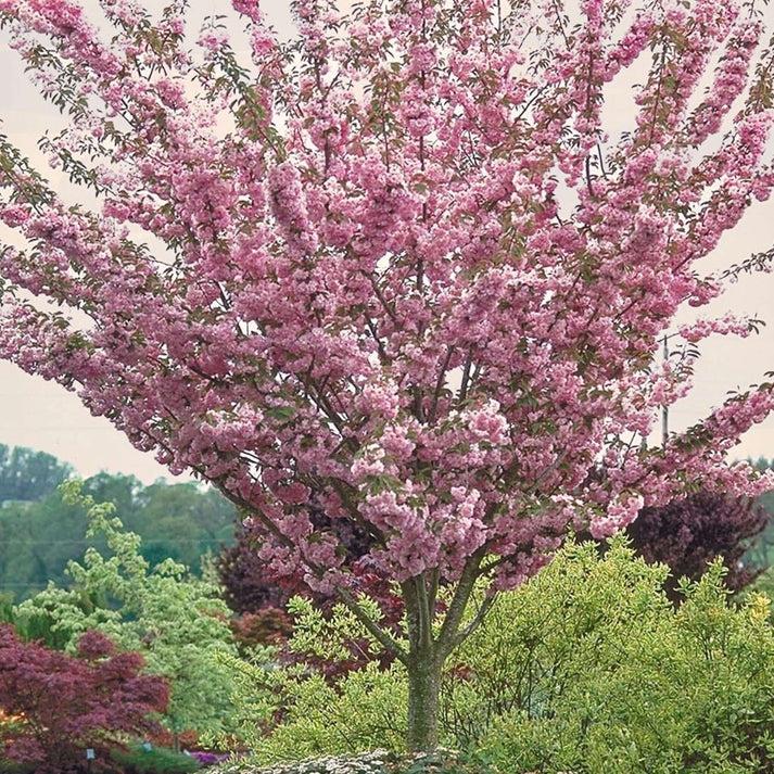 Prunus Serrulata Kwanzan - View 12 from www redcrocus com