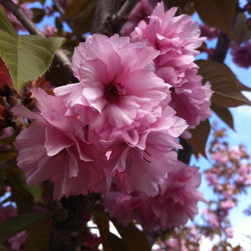 Prunus Serrulata Kwanzan - View 13 from www redcrocus com