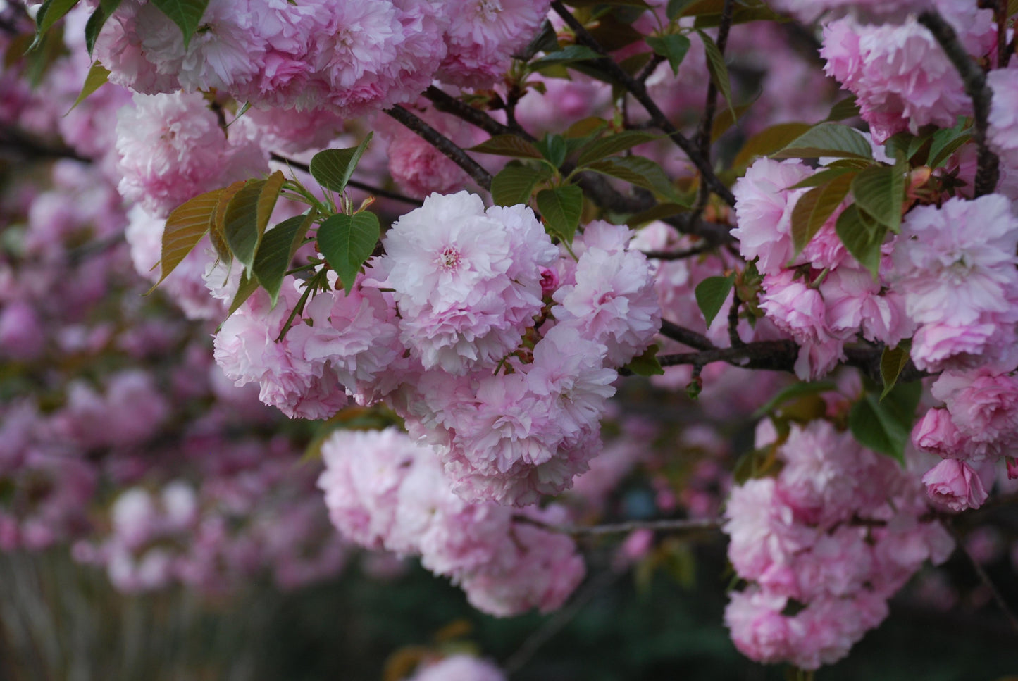 Prunus Serrulata Kwanzan - View 14 from www redcrocus com