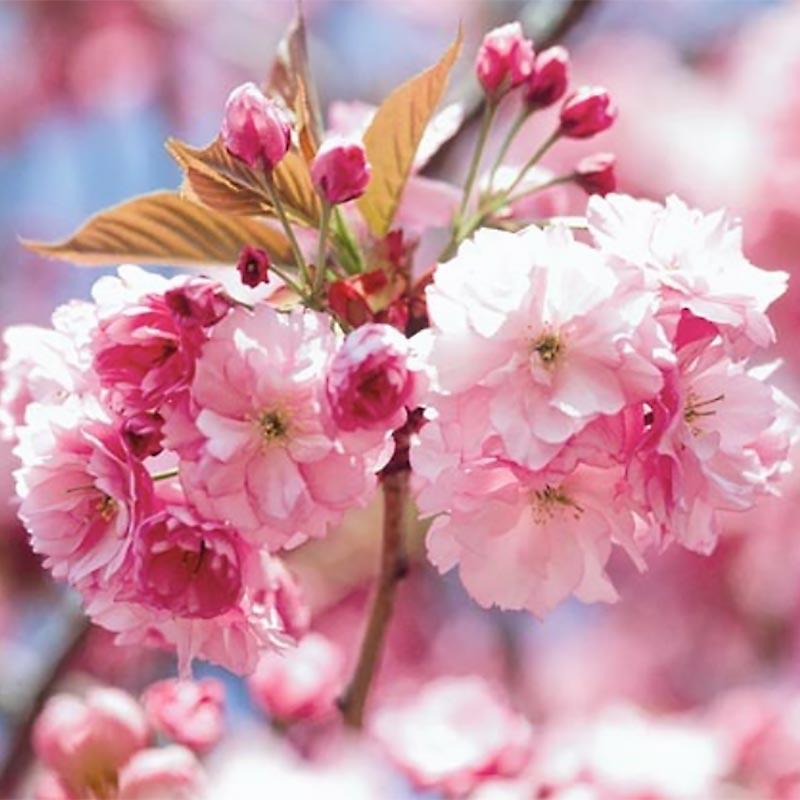 Prunus Serrulata Kwanzan - View 15 from www redcrocus com